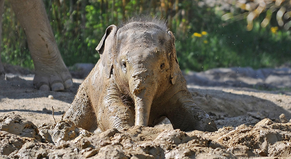 Münchener Tierpark Hellabrunn AG