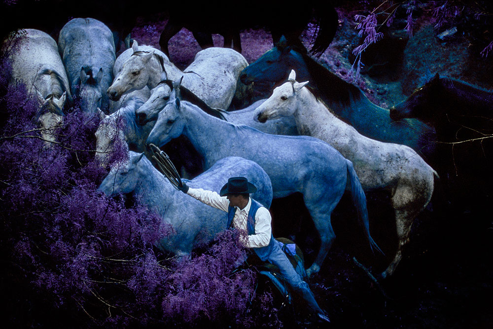 VERMISST Der Turm der blauen Pferde von Franz Marc 
